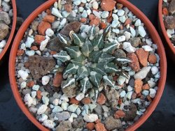 Ariocarpus kotschoubeyanus albiflorus Tula IA pot 5,5 cm - 12385892