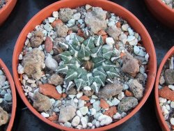 Ariocarpus kotschoubeyanus albiflorus Tula IA pot 5,5 cm - 12385893
