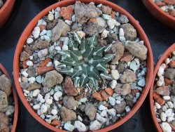 Ariocarpus kotschoubeyanus albiflorus Tula IA pot 5,5 cm - 12385894
