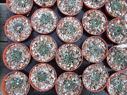 Ariocarpus kotschoubeyanus albiflorus Tula IA pot 5,5 cm - 12385895