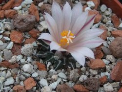 Ariocarpus kotschoubeyanus albiflorus Tula IA pot 5,5 cm
