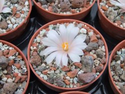 Ariocarpus kotschoubeyanus albiflorus Tula IA pot 5,5 cm - 12395197