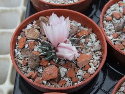 Ariocarpus kotschoubeyanus albiflorus Tula IA pot 5,5 cm - 12395198