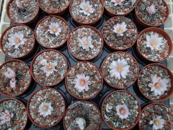 Ariocarpus kotschoubeyanus albiflorus Tula IA pot 5,5 cm - 12395199