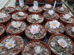 Ariocarpus kotschoubeyanus albiflorus Tula IA pot 5,5 cm - 12395200