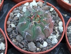 Gymnocalycium vatteri unguispinum pot 5,5 cm