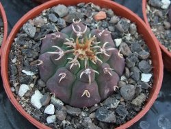 Gymnocalycium vatteri unguispinum pot 5,5 cm - 12399011