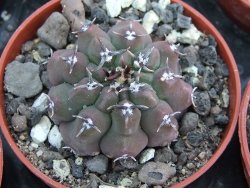 Gymnocalycium vatteri unguispinum pot 5,5 cm - 12399012