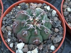 Gymnocalycium vatteri unguispinum pot 5,5 cm - 12399014