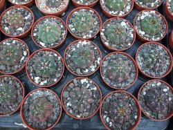 Gymnocalycium vatteri unguispinum pot 5,5 cm - 12399015