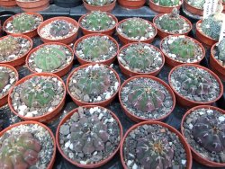 Gymnocalycium vatteri unguispinum pot 5,5 cm - 12399016