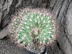 Gymnocalycium tilcarense cristata 13x11x8 - 12374820