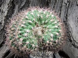 Gymnocalycium tilcarense cristata 13x11x8 - 12374821