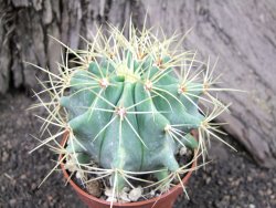 Ferocactus glaucescenc pot 5,5