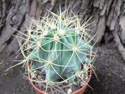 Ferocactus glaucescenc pot 5,5 - 12375022