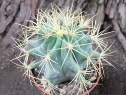 Ferocactus glaucescenc pot 5,5 - 12375023