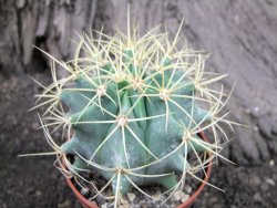 Ferocactus glaucescenc pot 5,5 - 12375024