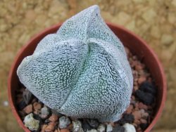 Astrophytum coahuilense tricostatum pot 5,5 cm - 12376258