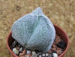 Astrophytum coahuilense tricostatum pot 5,5 cm - 12376259