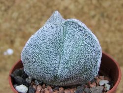 Astrophytum coahuilense tricostatum pot 5,5 cm - 12376260