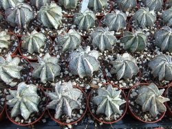 Astrophytum niveum pot 5,5 cm - 12377132