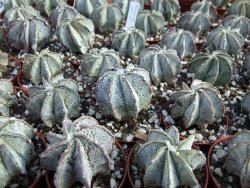 Astrophytum niveum pot 5,5 cm - 12377133