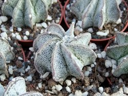 Astrophytum niveum pot 5,5 cm - 12377136