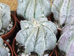 Astrophytum niveum pot 5,5 cm - 12379978