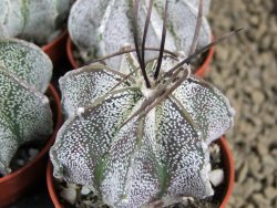 Astrophytum niveum pot 5,5 cm - 12379979