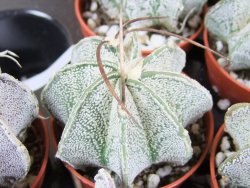 Astrophytum niveum pot 5,5 cm - 12379980