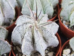 Astrophytum niveum pot 5,5 cm - 12379981