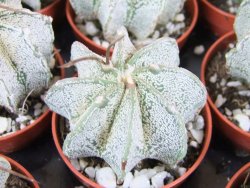 Astrophytum niveum pot 5,5 cm - 12379982