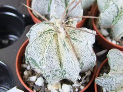 Astrophytum niveum pot 5,5 cm - 12379983