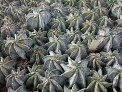 Astrophytum niveum - 12377139