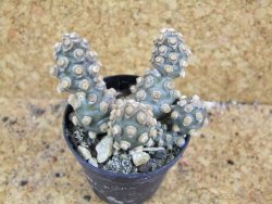 Tephrocactus molinensis pot 5,5 cm - 12377626