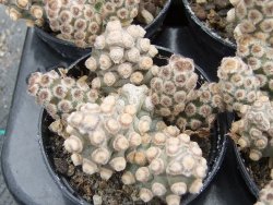 Tephrocactus molinensis pot 5,5 cm - 12379862