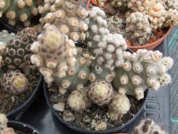 Tephrocactus molinensis pot 5,5 cm - 12379863