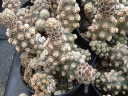 Tephrocactus molinensis pot 5,5 cm - 12379864