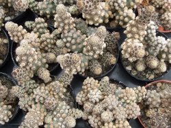 Tephrocactus molinensis pot 5,5 cm - 12379865