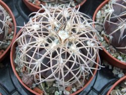 Gymnocalycium spegazzinii punillaense Tom 06-81/1 El Obelisco pot 5,5 cm