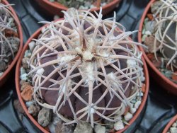 Gymnocalycium spegazzinii punillaense Tom 06-81/1 El Obelisco pot 5,5 cm - 12394958