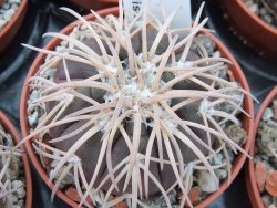 Gymnocalycium spegazzinii punillaense Tom 06-81/1 El Obelisco pot 5,5 cm - 12394959
