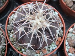 Gymnocalycium spegazzinii punillaense Tom 06-81/1 El Obelisco pot 5,5 cm - 12394960