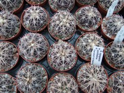 Gymnocalycium spegazzinii punillaense Tom 06-81/1 El Obelisco pot 5,5 cm - 12394961