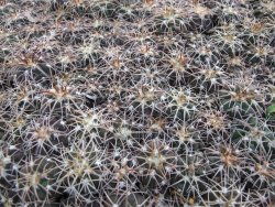 Gymnocalycium spegazzinii punillaense Tom 06-81/1 El Obelisco 10 X - 12378247