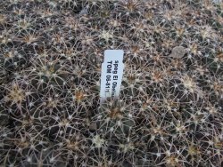 Gymnocalycium spegazzinii punillaense Tom 06-81/1 El Obelisco 10 X