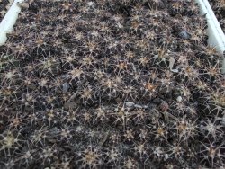 Gymnocalycium spegazzinii punillaense Tom 06-81/1 El Obelisco 10 X - 12378249