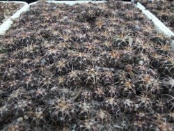 Gymnocalycium spegazzinii punillaense Tom 06-81/1 El Obelisco 10 X - 12378250
