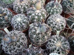 Gymnocalycium spegazzinii punillaense Tom 06-81/1 El Obelisco 10 X - 12380403