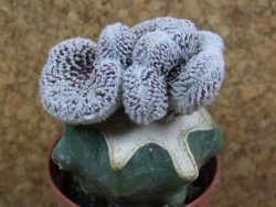 Copiapoa lauii cristata pot 5,5 cm R - 12378649